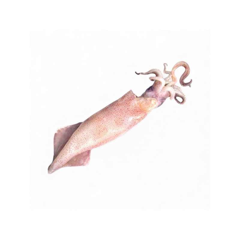 CALAMARO ATLANTICO M KG.12 FROZEN