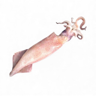 CALAMARO ATLANTICO M KG.12 FROZEN