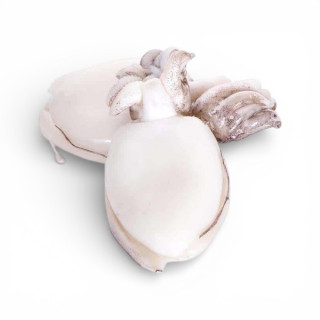 SEPPIA PULITA 500/1000 IND KG.10 FROZEN 