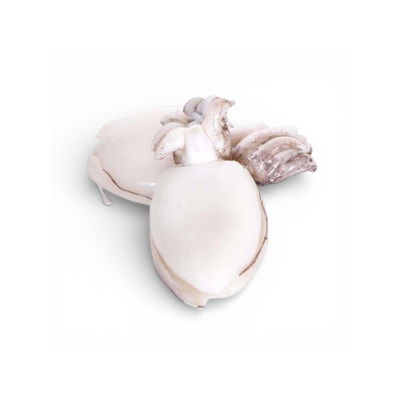 SEPPIA PULITA INDOPACIF. GR.800 FROZEN 