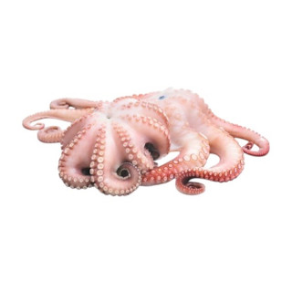 POLPO T7 IQF MAROCCO KG. 7 FROZEN