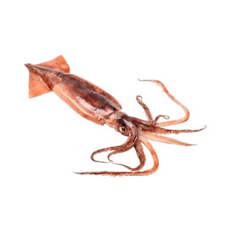 TOTANO MEDITERRANEO AL KG FROZEN