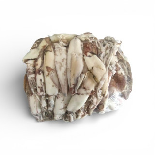 CALAMARI ATLANT XL C.BORDO AL KG FROZEN