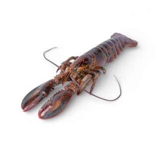 ASTICE AMER. CRUDO 350/400 KG.4,54 FRO 