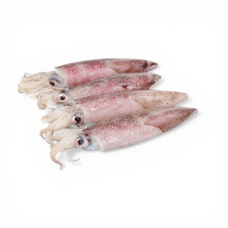 CALAMARI SUD AFRICA XL PV