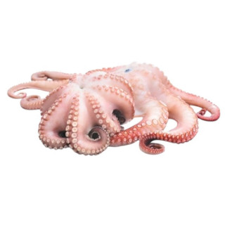 POLPO BLOCCO T7 C.BORDO KG. 35 FROZEN