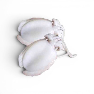 SEPPIA PULITA 500/1000 IND KG. 8 FROZEN 